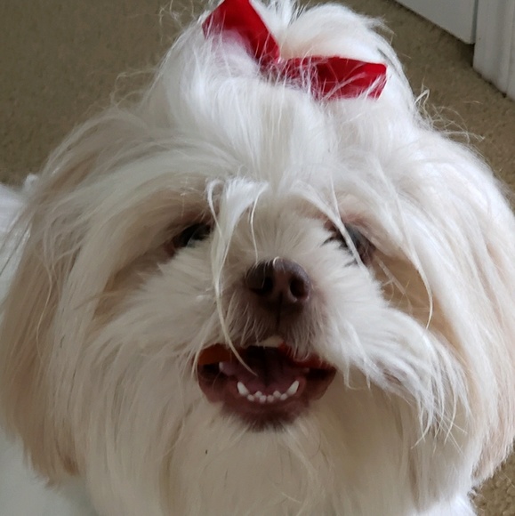 Meet your Posher, Aurora - Picture 1 of 1